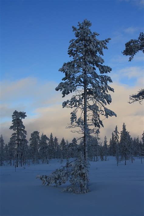 Free photo: Pine, Forest, Winter, Snow, Evening - Free Image on Pixabay ...