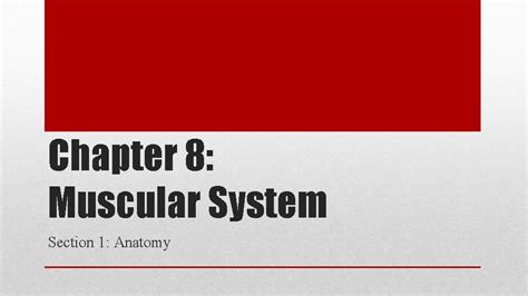 Chapter 8 Muscular System Section 1 Anatomy The