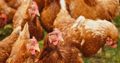 Banham Poultry confirms seven Covid-19 cases at Norfolk site | News ...