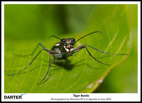 Rainforest Biodiversity 1 Tiger Beetles Darter Photography