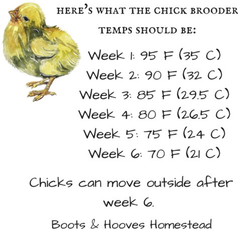 A Beginner’s Guide to Raising Baby Chicks - Boots & Hooves Homestead