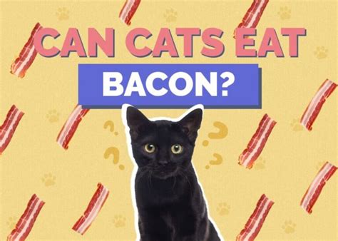 Can Cats Eat Bacon Safety Risks And Expert Guidance