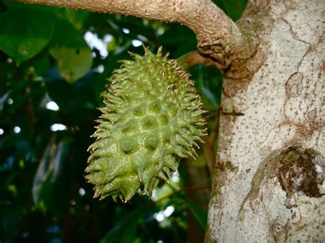 Guanábana características y cultivo Todo Árboles