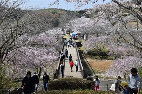 枝垂桜狩り 茨城県石岡市染谷 常陸風土記の丘（2）展望広場から一面ピンクのしだれ桜 花を探して ぶらり 一人旅