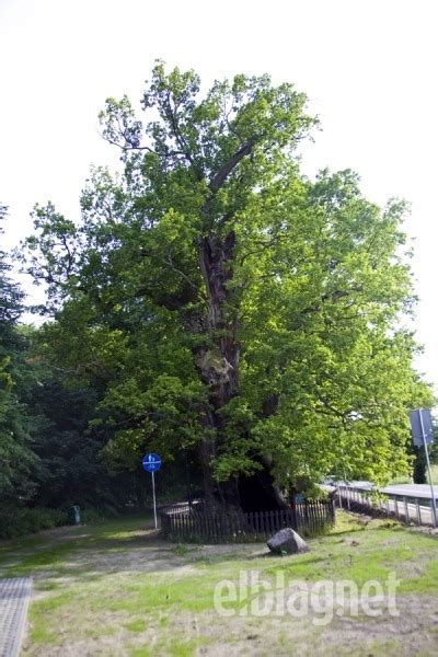 Najstarszy dąb w naszym regionie Dąb Bażyńskiego