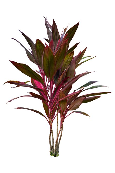 Cordyline - Bloomscape