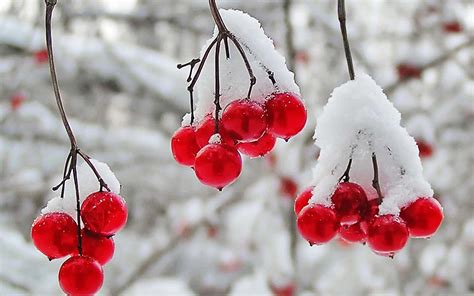 [100+] Winter Fruits Wallpapers | Wallpapers.com