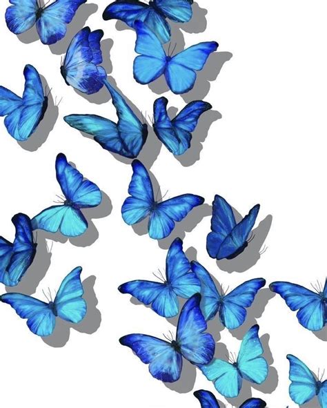 Uploaded By 👩‍💻 Find Images And Videos About Blue And Butterfly On We