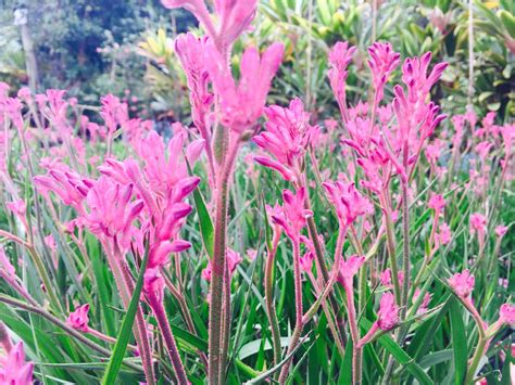 Kangaroo Paws (Anigozanthos) Eplants Nursery Doonan. Queensland