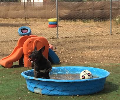 Mejores Residencias Caninas En Villablanca Zonacachorros