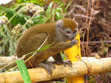 Golden bamboo lemur - Alchetron, The Free Social Encyclopedia