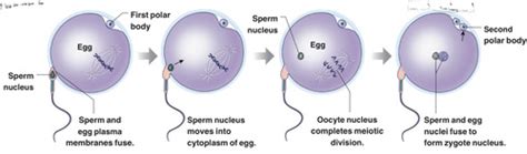 Phys Reproduction IV Flashcards Quizlet