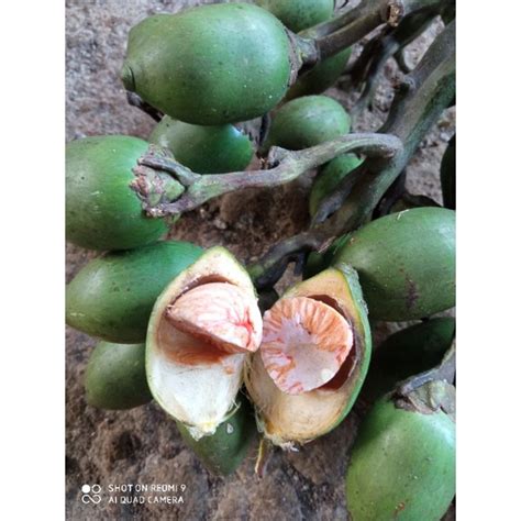 Jual Buah Pinang Atau Jambe Tua Segar 500 Gram Shopee Indonesia