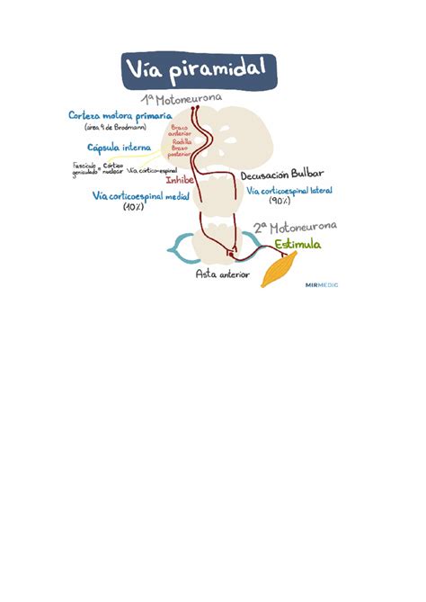 Via Piramidal Resumo Fisioterapia Neurofuncional Studocu