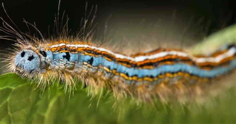 Tent Caterpillar Identifying And Getting Rid Of Tent Caterpillars