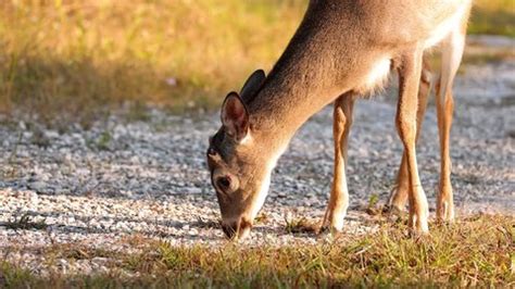 Key Deer Endangered Species That Lives Stock Footage Video (100% ...