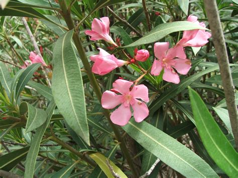 Nerium Oleander Nerium Oleander Wild Flowers Plants Wildflowers