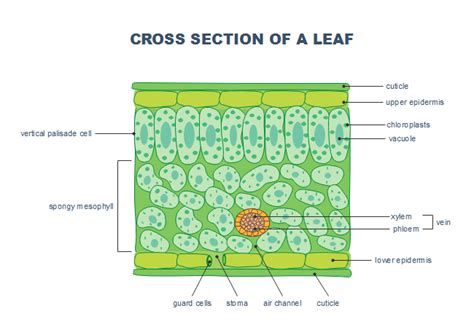 Cross Section Of A Leaf Worksheet – Martin Lindelof