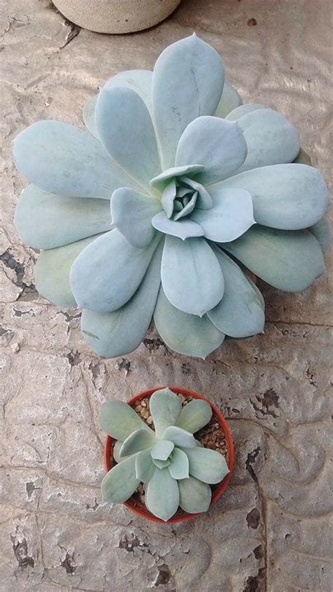 Echeveria Cali Argentea Suculentas Plantas