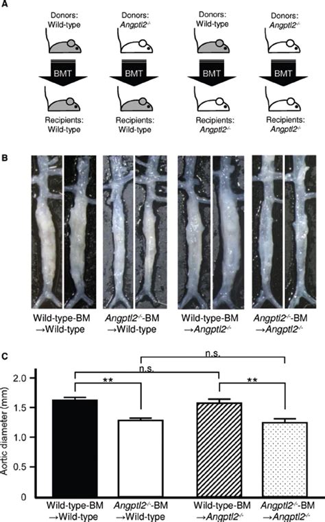 Macrophage Derived Angiopoietin Like Protein 2 Accelerates Development