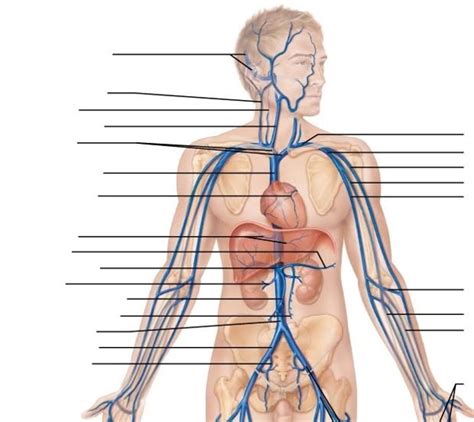 Veins Of Head And Trunk Of Diagram Quizlet