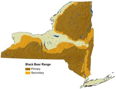 Black Bear Population by State (Recent Reports) - Wildlife Informer