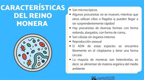 7 Características Del Reino Monera Y Ejemplos