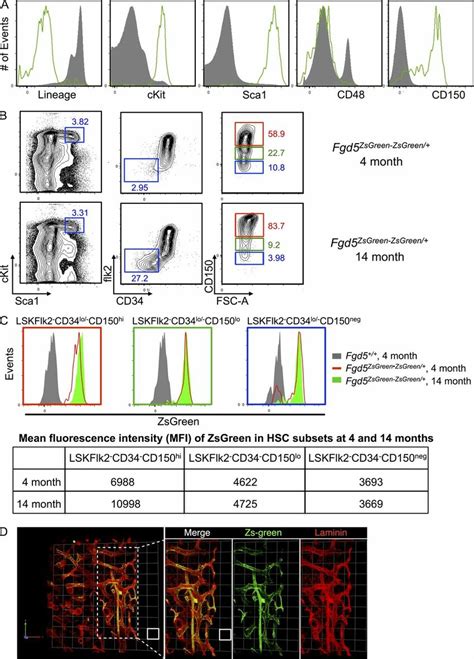 Fgd5ZsGreenZsGreen Reporter Expression Marks All HSC Subtypes And