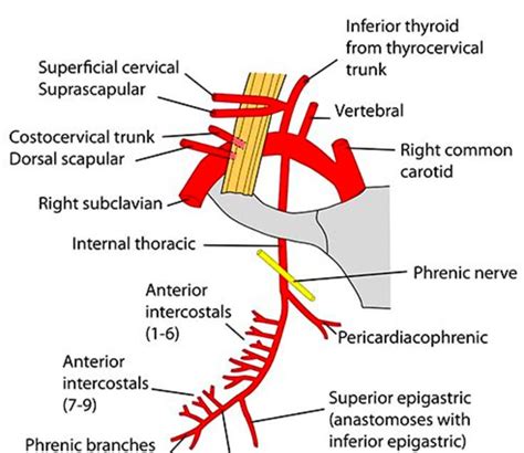 Internal Thoracic Artery