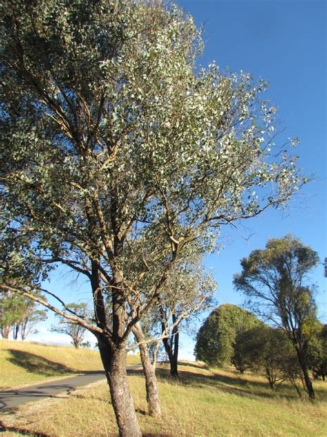 Eucalyptus Melliodora Yellow Box Plant Photos And Information