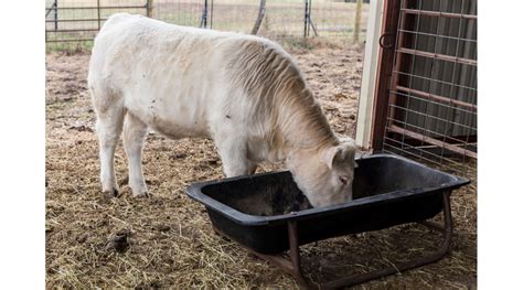 Cattle Chat Options For Feeding Hay To Newly Weaned Calves Morning