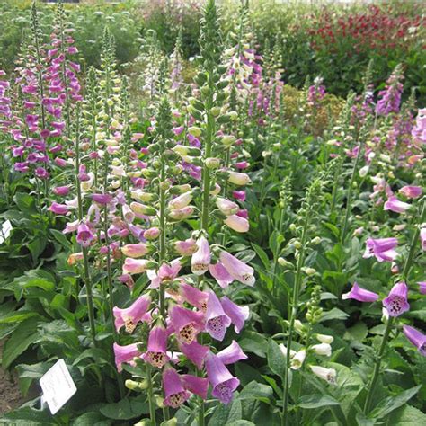 Foxglove Digitalis Seed Foxy Mixed Kings Seeds