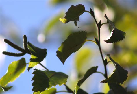 Betula Albosinensis ‘Red Panda’ (Chinese Red Panda Birch)