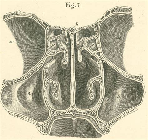 Nasal Cavity Middle Cross Section Seen In Front