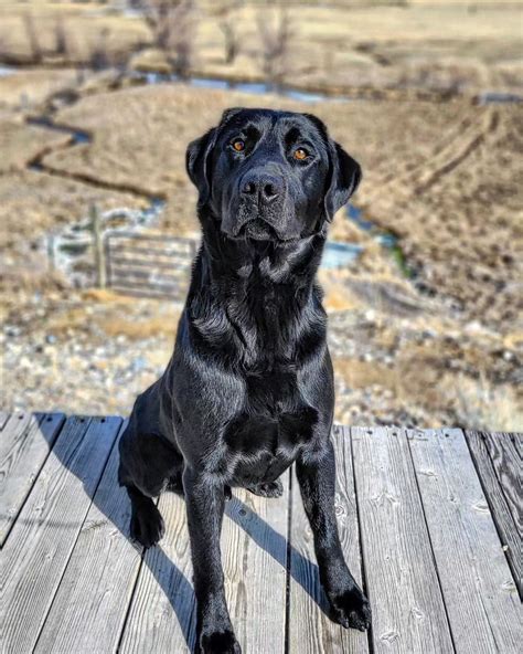 Diamond R Kennels Stud Dogs Montana Labs