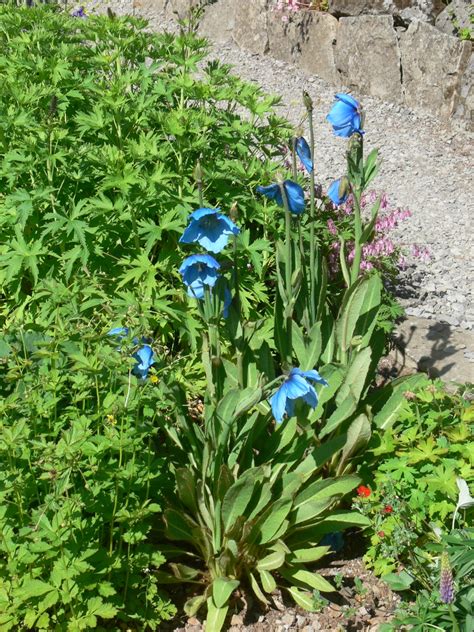 Meconopsis betonicifolia (Blue Himalayan Poppy, Blue Poppy) | North ...