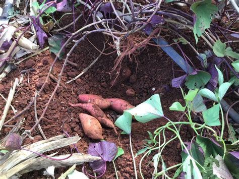 Vagas Para Voluntario Na Chapada Diamantina Rede Pindorama De