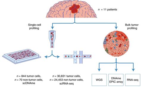 Single Cell Multimodal Glioma Analyses Identify Epigenetic Regulators