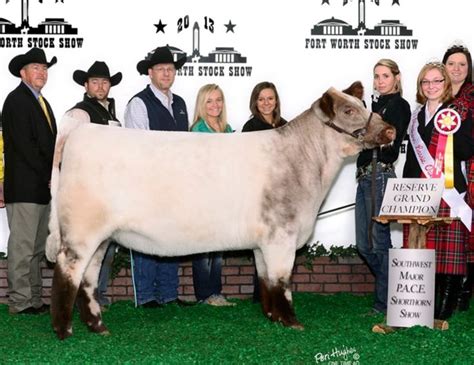 Show Cattle - Shorthorn Breed