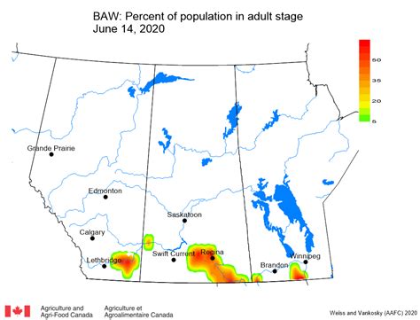 Prairie Pest Monitoring Network Blog Bertha Armyworm Monitoring