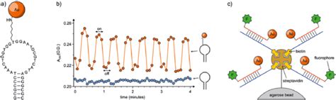 A Dna Hairpin Loop Labeled With Au B Change In Absorbance At