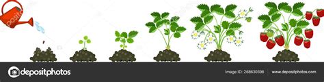 Life Cycle Strawberry Isolated White Background Plant Growth Stage Seed