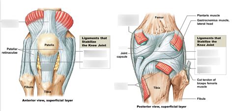 Knee Joint Diagram Quizlet