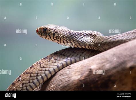 common rat snake  res stock photography  images alamy