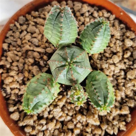 Euphorbia Obesa X Globosa Basketball Plant Uploaded By Wwtigraww