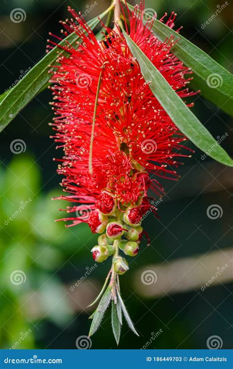 A Single Red Bottlebrush Flower Stock Image Image Of Botanical