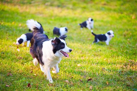 Border Collie Pup Walkinghow Longfar