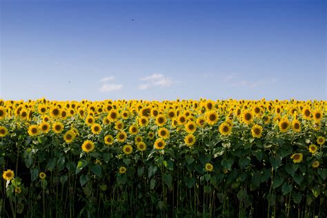 Top 999+ Sunflower Field Wallpaper Full HD, 4K Free to Use