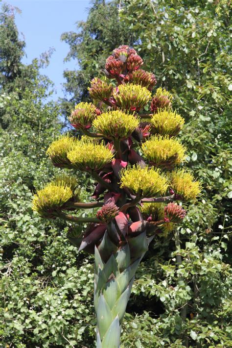 Agave Montana Pan Global Plants