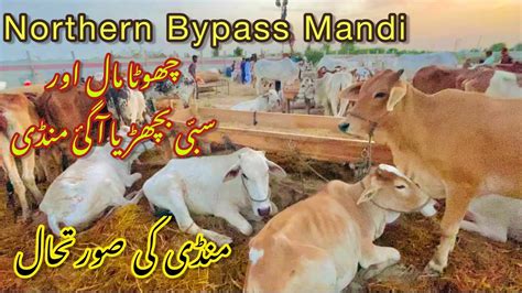 Northern Bypass Mandi Karachi Sohrab Goth Mandi Latest Update By Zk